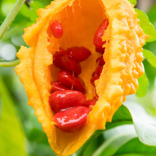 Cerasse Seeds (12)