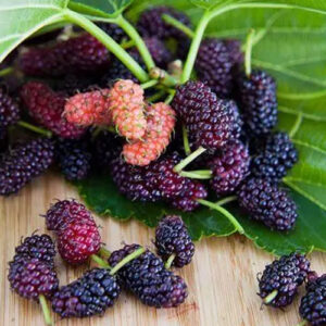 Mulberry Plant