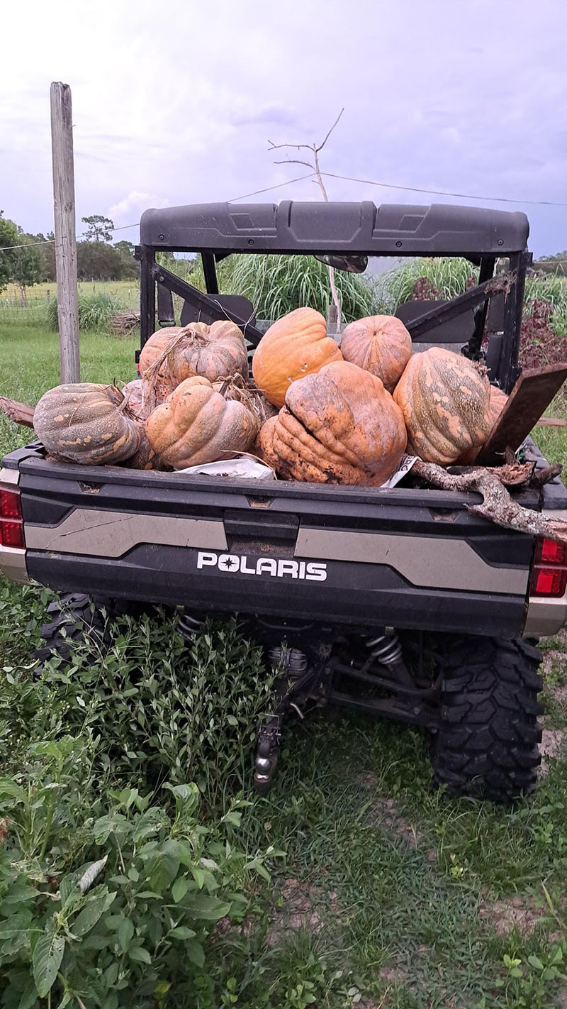 pumpkins-b