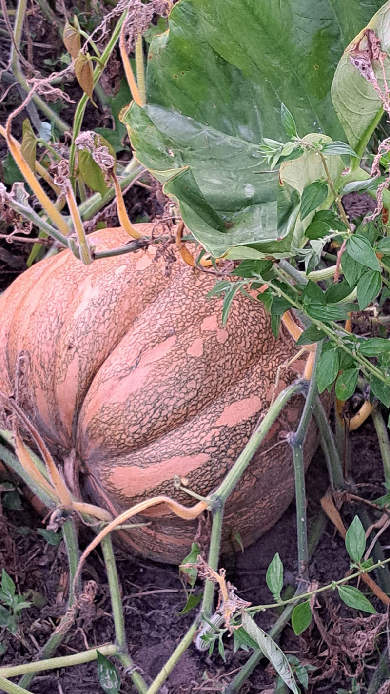 pumpkins-d