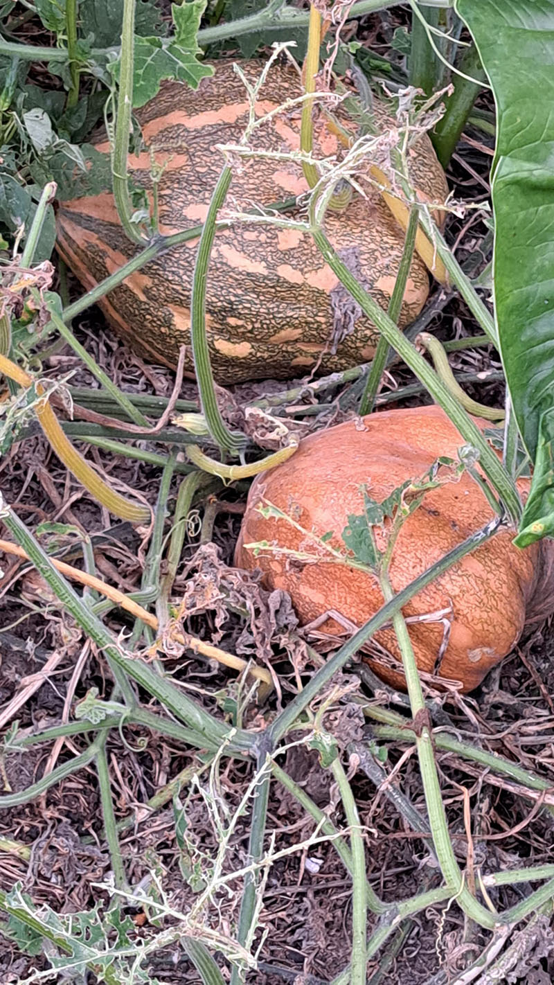 pumpkins-vc