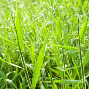 Para Grass Plant
