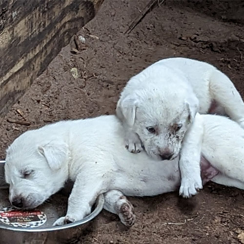 Akbash Dog Pup