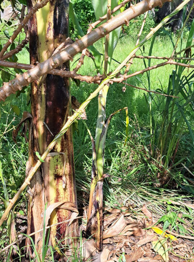 Banana Pup/Sucker