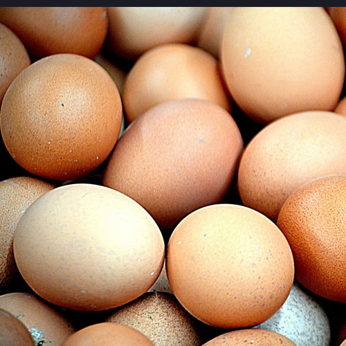 Chicken Eggs