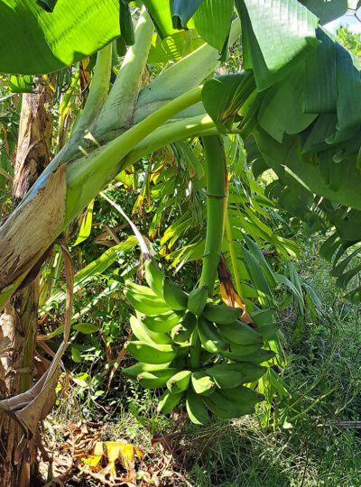 Green banana