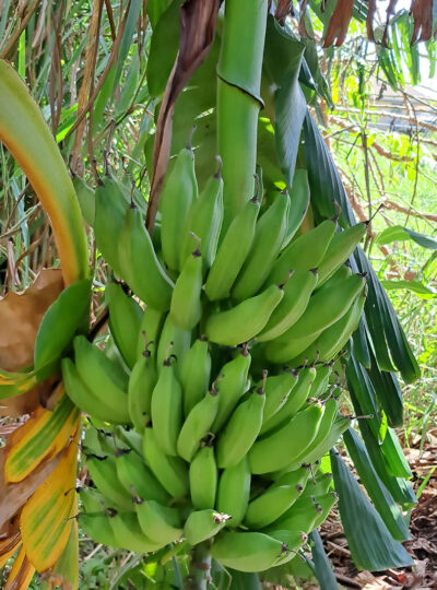 Green banana