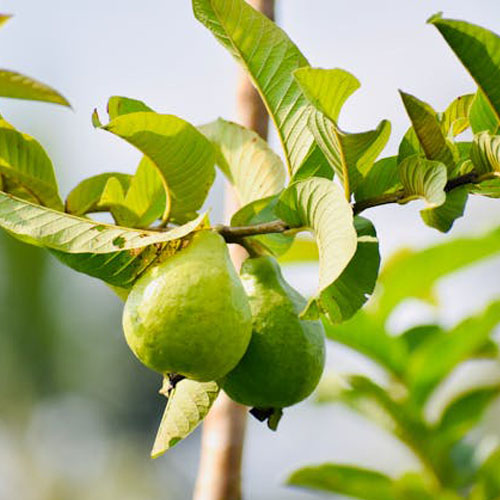 Guava per lb