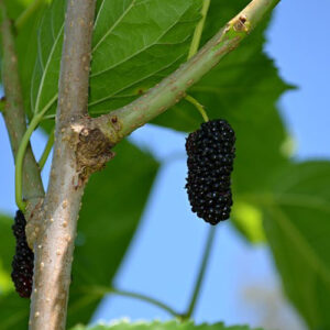 Mulberry Cuttings - 4 pieces