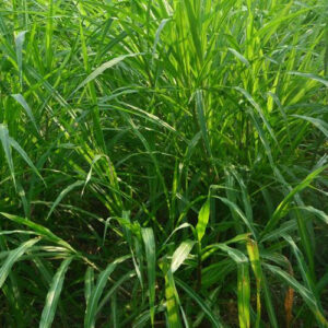 Napier Grass Plant
