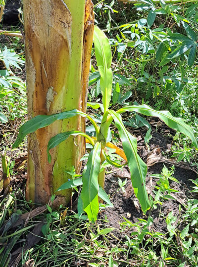Plantain Pup/Sucker