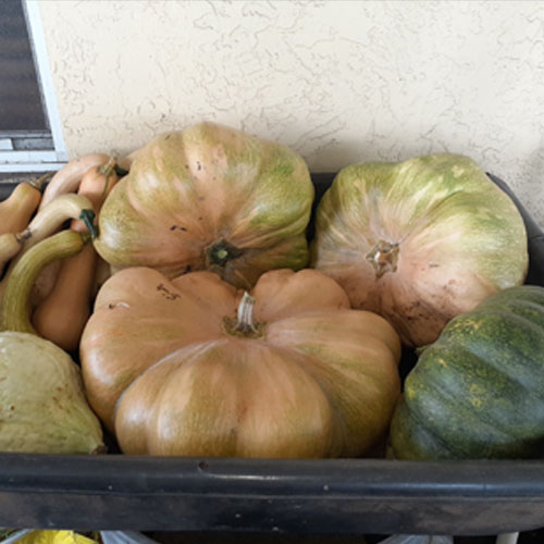 Pumpkin Per lb