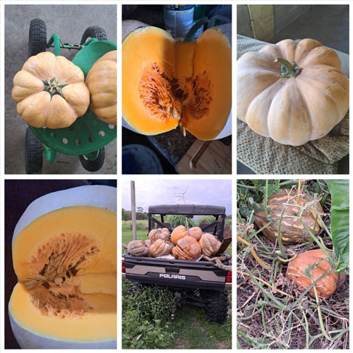 Pumpkin Per lb