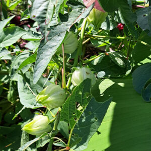 White Roselle/Sorrel seeds (12)