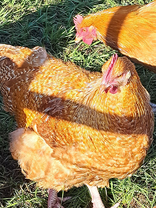 poultry-a