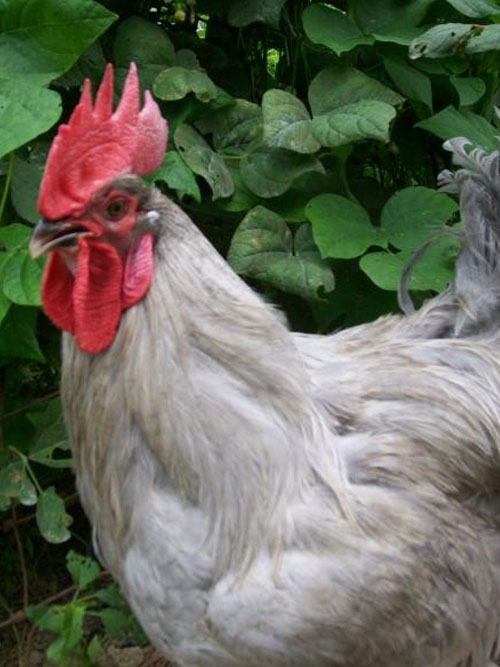 poultry-b