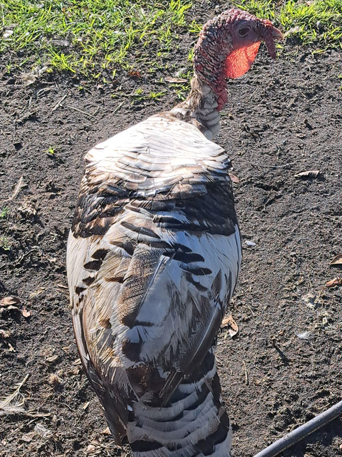 poultry-c