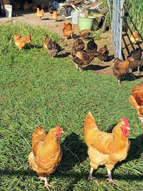poultry-d