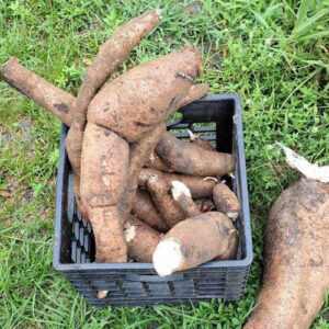 Cassava
