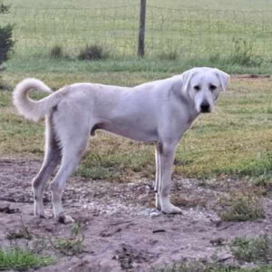 Adult Male Akbash Dog