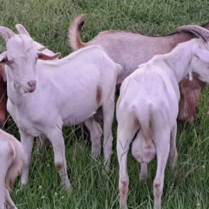 New Zealand Kiko Bucks for meat or breeding